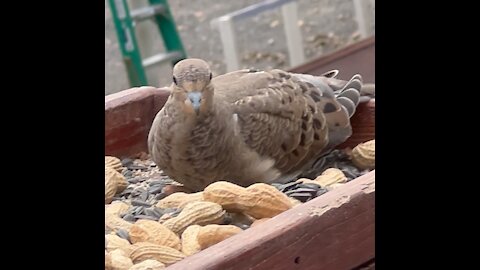 Pretty Mourning Dove