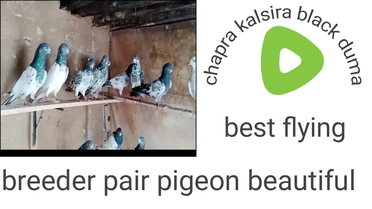 Kalsiray dumy Pigeon