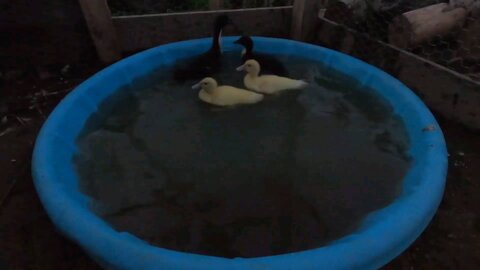 Takin Ducks for a walk