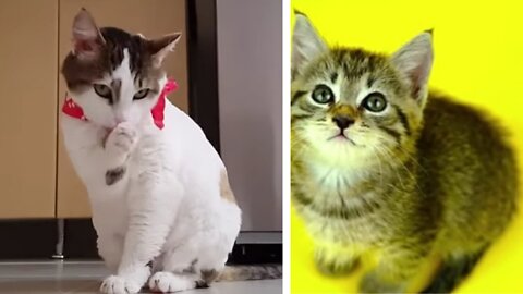 Cat funny video compilation