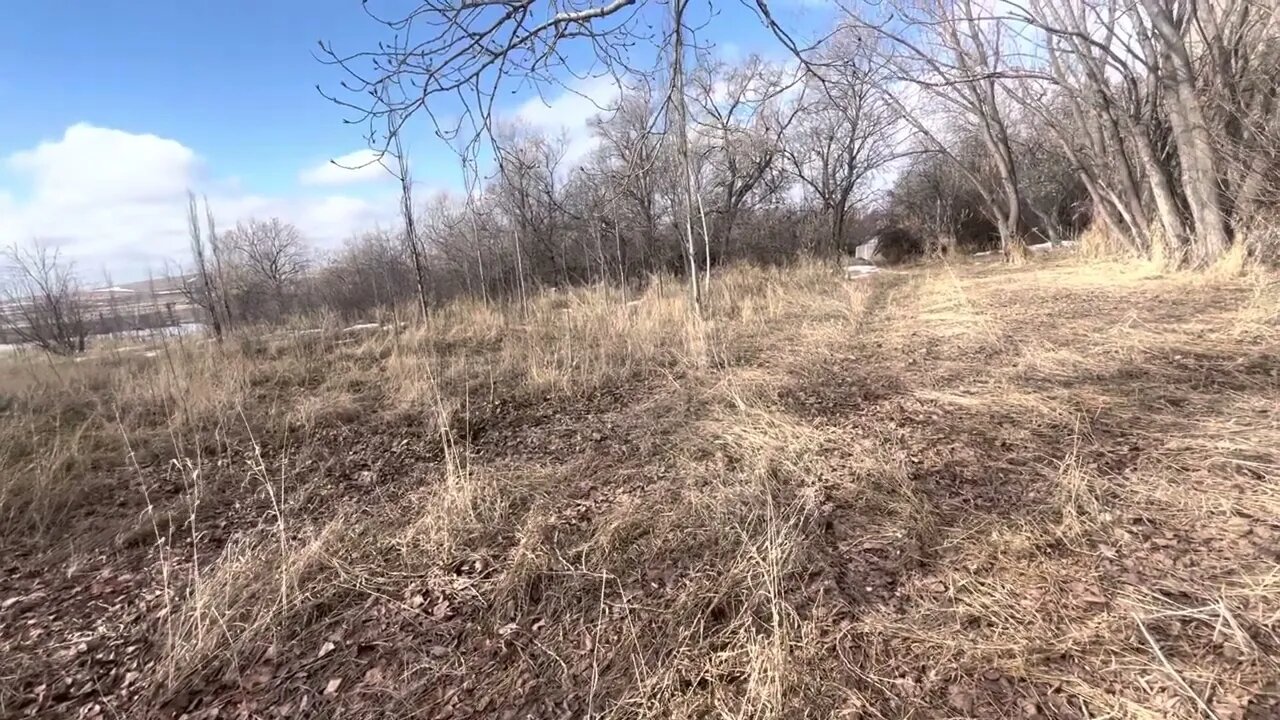 Vlog - Back at clearing & a look at the poplar sucker field.