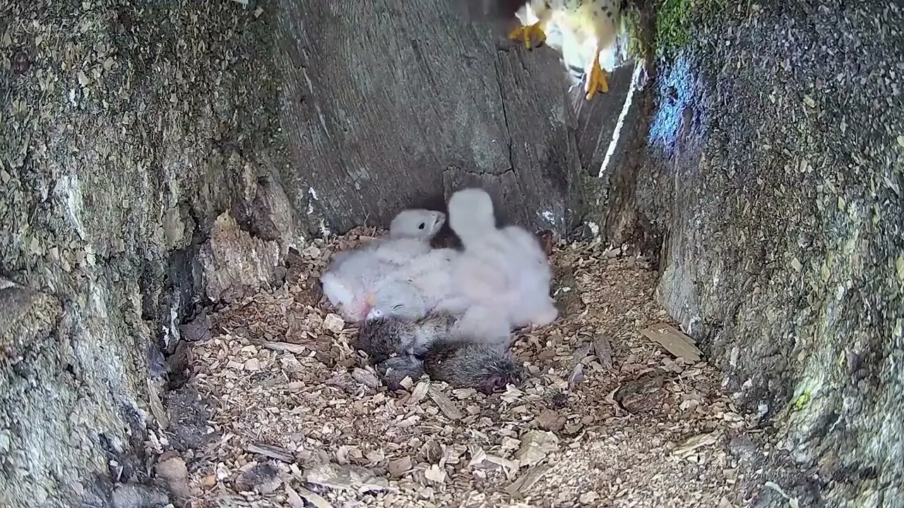 Kestrel Dad Learns to Care for Chicks After Mum Disappears-9