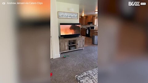 Boy mimics Godzilla in the living room