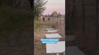 Playing Tag With a Horse