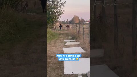 Playing Tag With a Horse