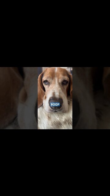 BOOP! #cigars #cigars #dog #cute #boop