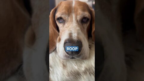 BOOP! #cigars #cigars #dog #cute #boop