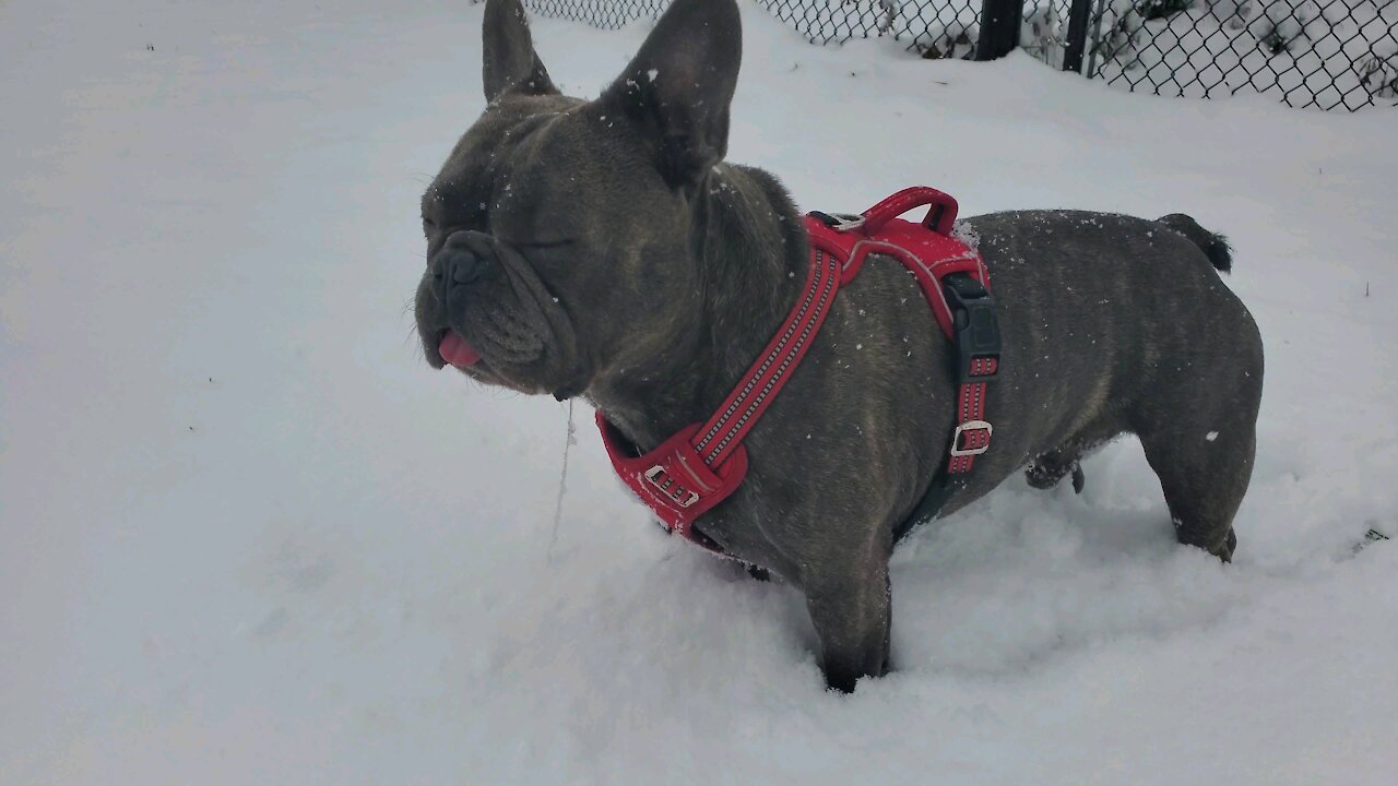 Frenchie loves running around in the snow