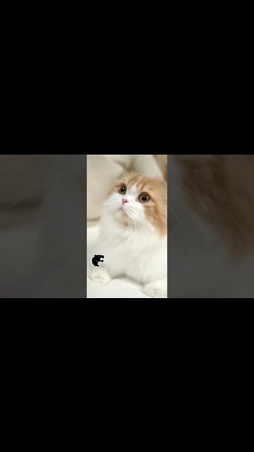 #kolinsky • A Cat Getting Petting On The Bed #shorts #ytshorts #cats