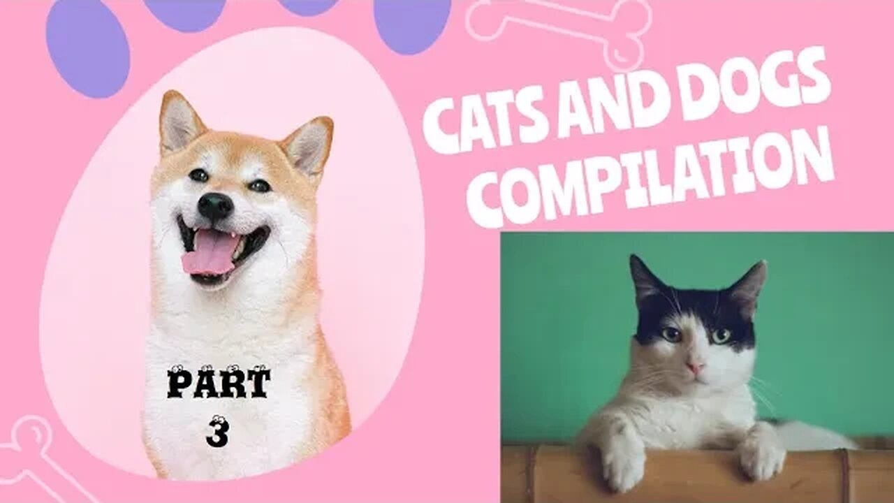 Cats & Dogs Funny Compilation Part 3 Best of The Best!
