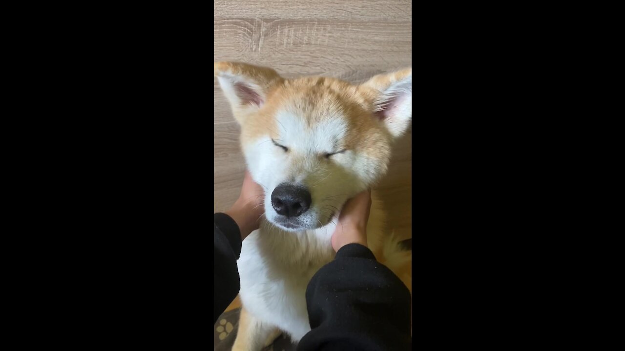 error error cuteness overloading😆🙈 #fyp #dogsof