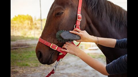 How To Care for Your Horse