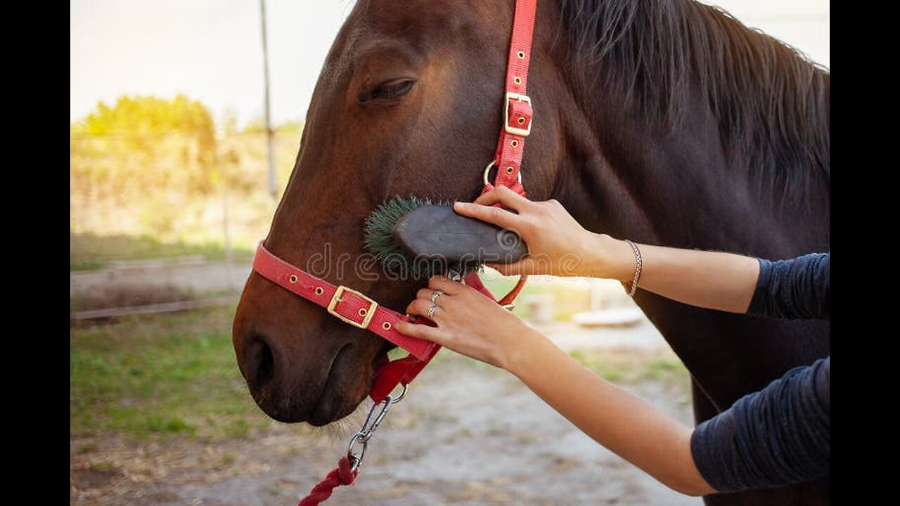 How To Care for Your Horse