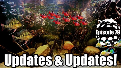 Aquarium Updates, New Fish, Fishroom Annex Updates and Future Live Premiere!