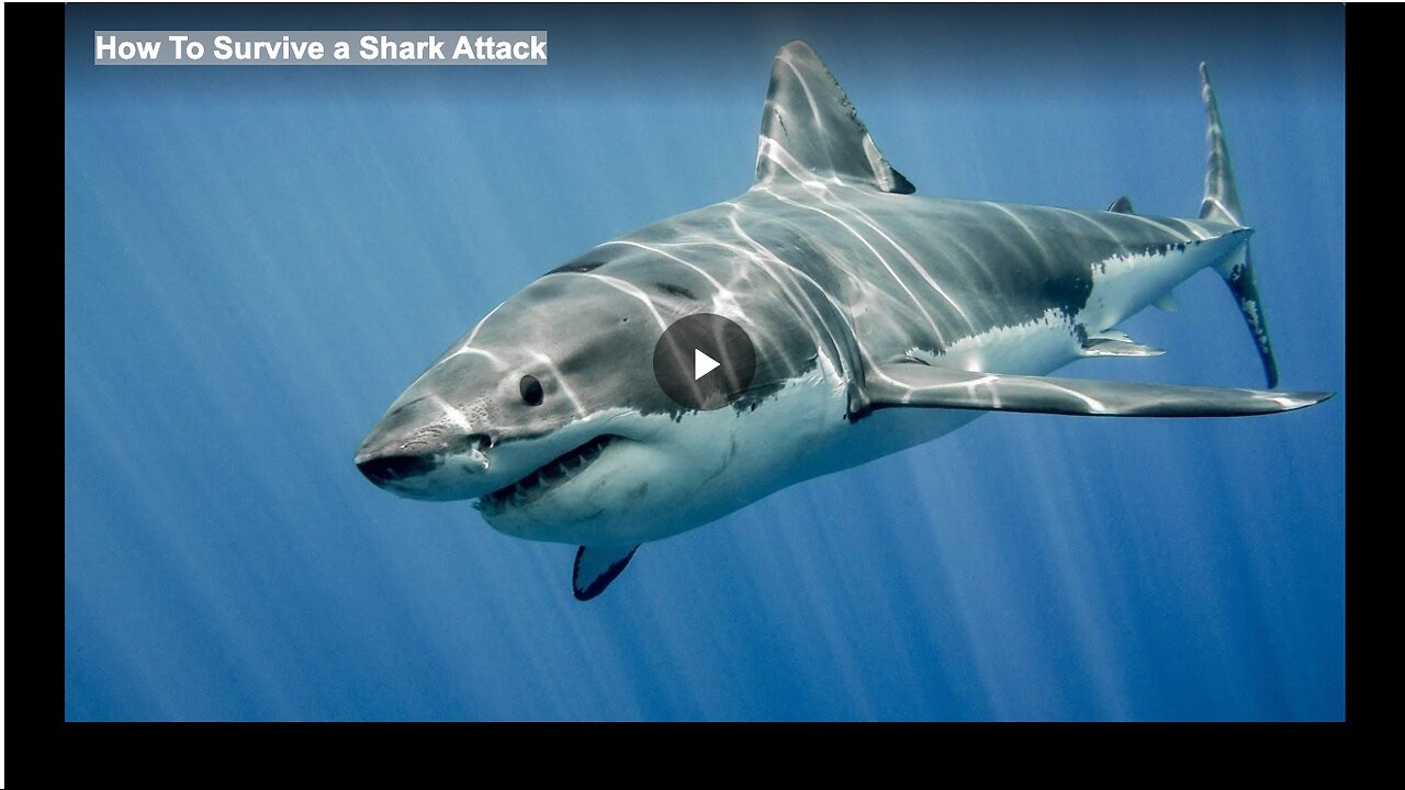 How To Survive a Shark Attack