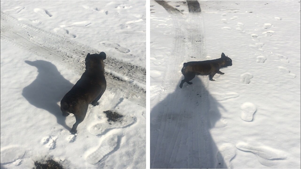 French bulldog. First snow in his life.