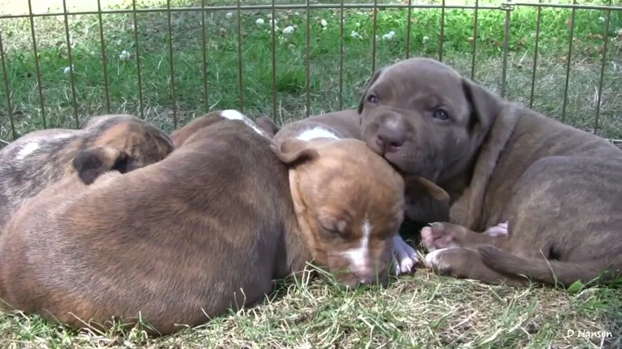 Pitbull Mom With TEN Puppies