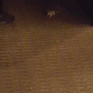 Woman films mice under table at Denver Denny's, restaurant temporarily closes