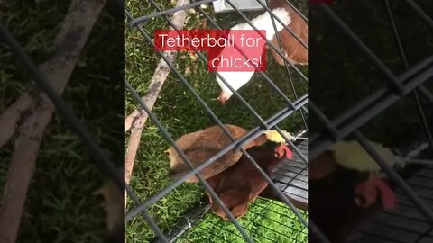 Bonus Chicken TetherCorn! #shorts #chicken #chicks #tetherball