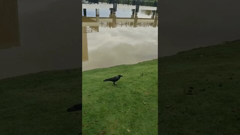 Crows and Ducks