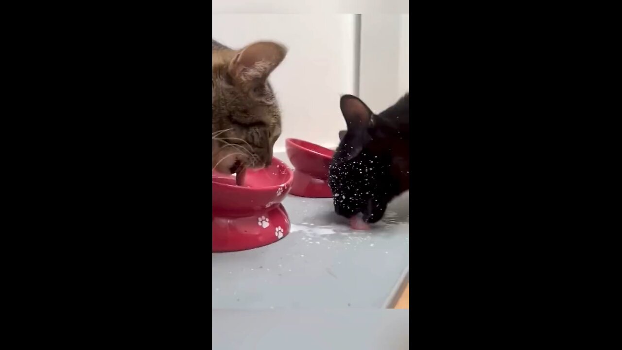 Cat throwing milk at another cat with its tongue