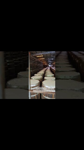 Preparing to make fermented pepper sauce in the Little House... #organicgardening #potager #Tabasco