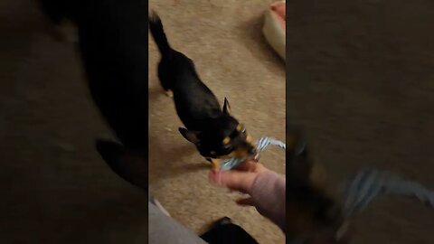 Snickers play time