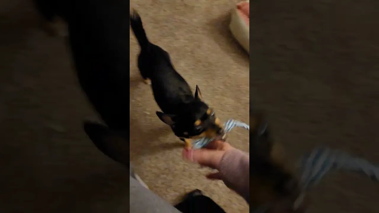 Snickers play time