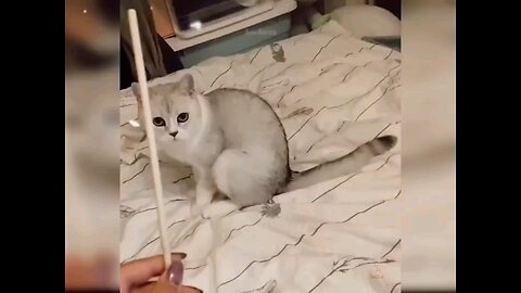 "Cattitude Comedy: Whisker Wonders Unleashed!" 🐱🤣
