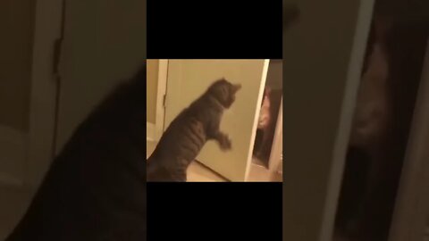 videos engraçados de animais 🤣🤣#shorts