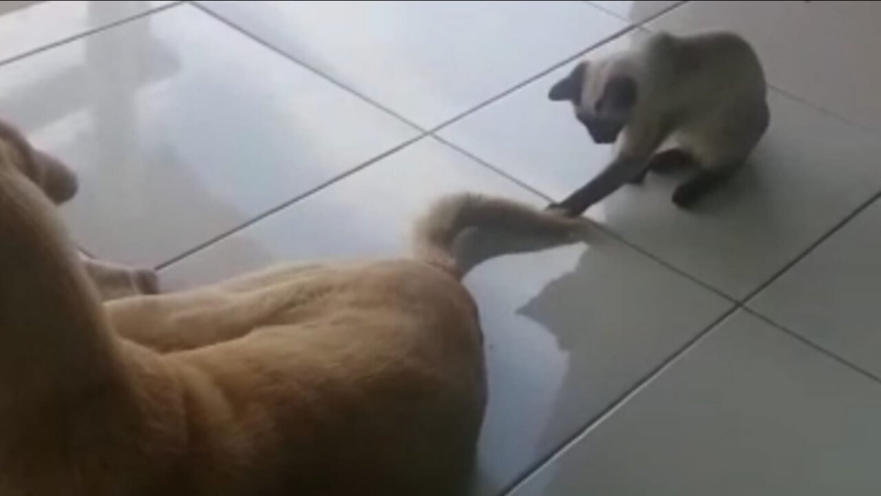 😬 the cat doesn't let the dog be quiet