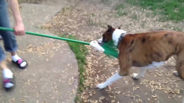 A Hilarious Dog Vs A Broom