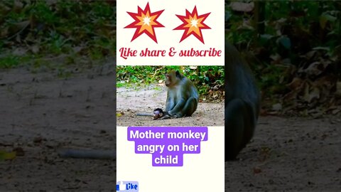 Monther monkey angry on her child @#shorts #youtubeshorts @#shortsfeed ||