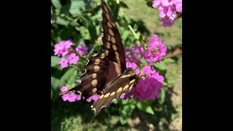 Beautiful butterfly 🌺