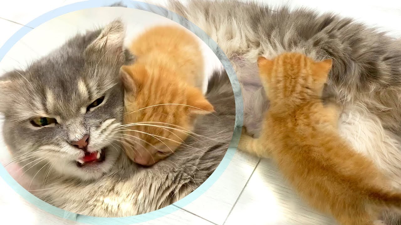 After the adopted kitten kissed, the mother cat could not help but feed him.