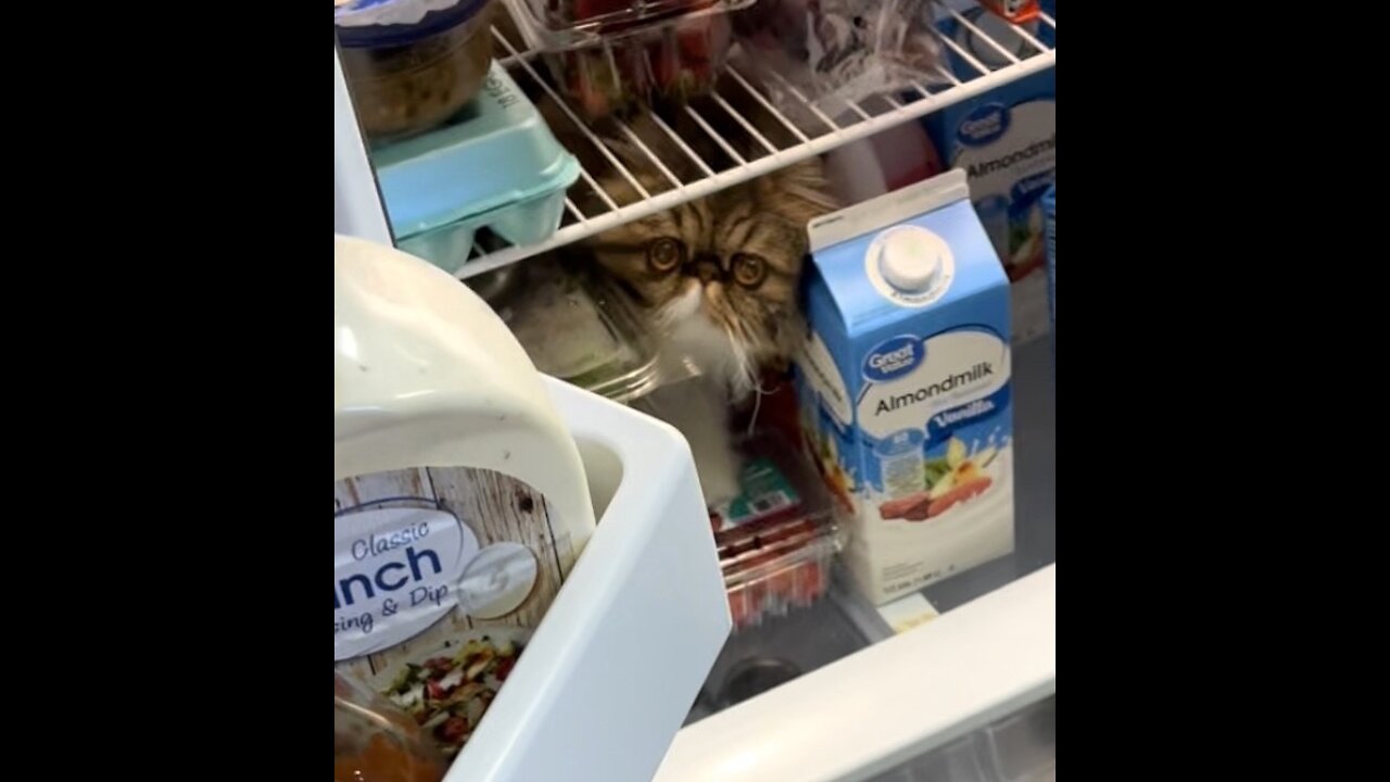 Spy Kitty thinks she blends in with the fridge