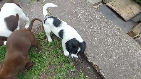 Puppies For New Home