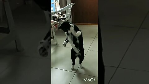Gato Bartolomeu Tunico em câmera lenta 😸