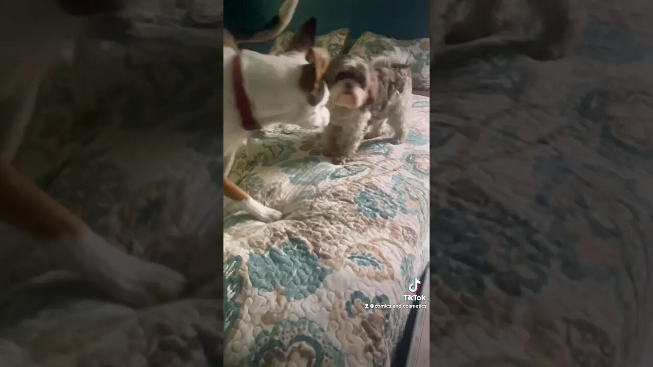 Tiny the #EwokBaby & #bff Zeus discuss #starwars #puppy Another friendship ruined by #rianjohnson