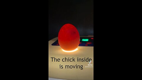 Chick update!
