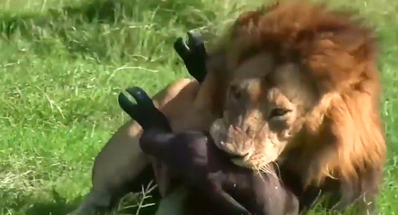 Wilderness struggle for life !!