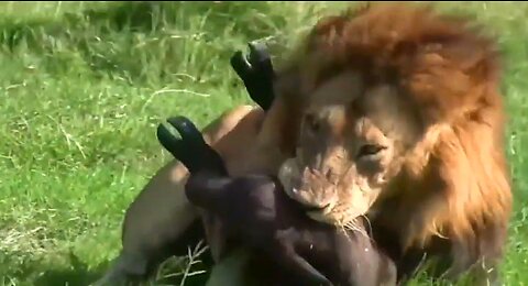 Wilderness struggle for life !!