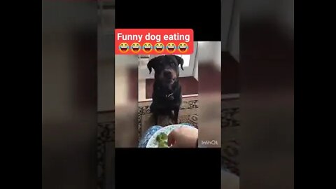 Funny dog eating food 😂