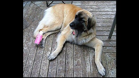 Powerful dog