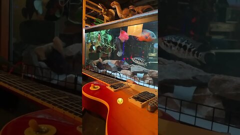 #aquarium #oscarfish #gibson #lespaul#cichlid #guitar#guitar#severum#fish #parrotfish#jaguarcichlid