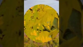 RELAXING MUSIC/DEEP SLEEP MUSIC/autumn ambience music #shorts