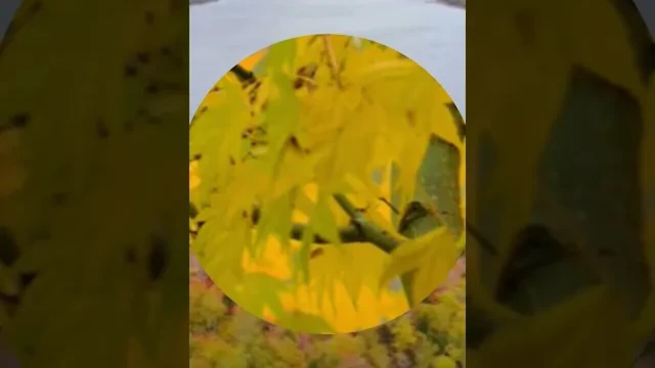 RELAXING MUSIC/DEEP SLEEP MUSIC/autumn ambience music #shorts