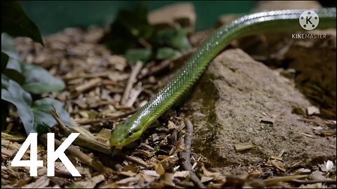 Jungle animal with good scenery 4K video