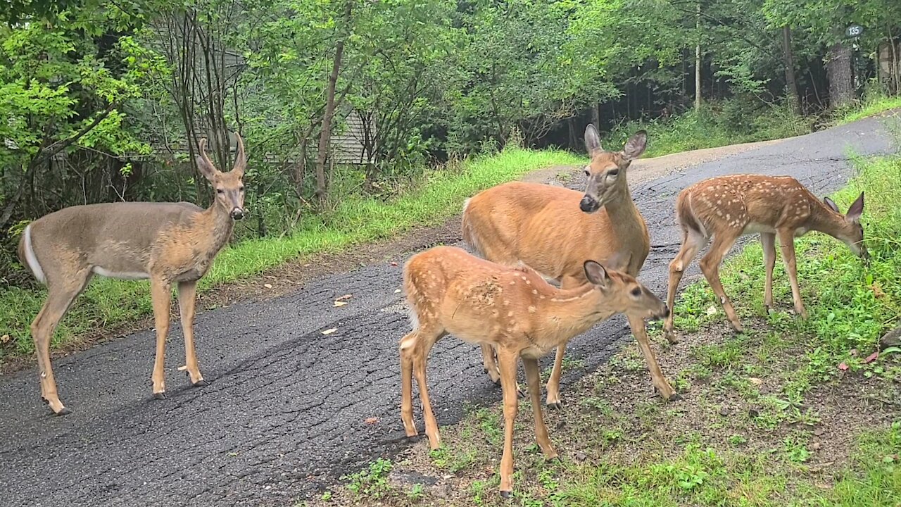 Mother Deer with Twins Encounter Young Buck
