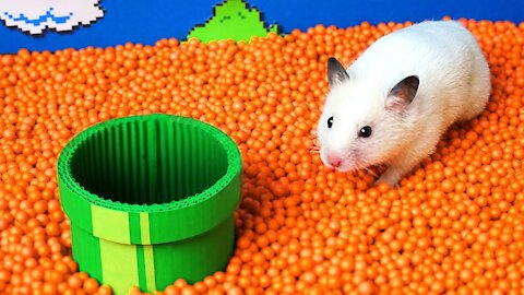 🐹 Hamster escapes the Super Mario maze in real life